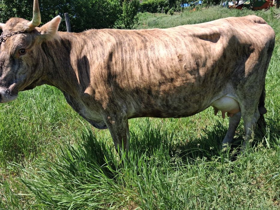 Vaca de vânzare,