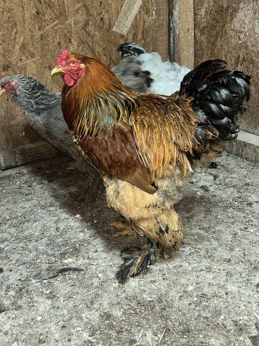 De vanzare cocosi brahma pret 200 de lei