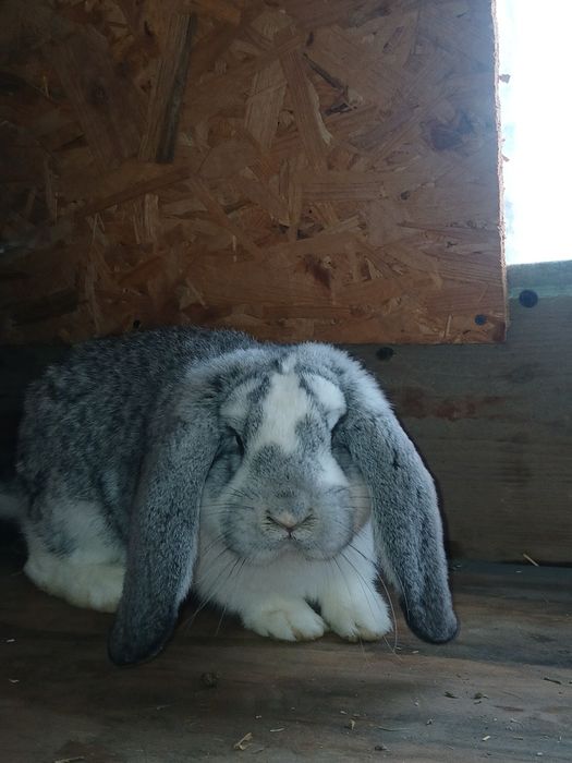 Masculi berbec german