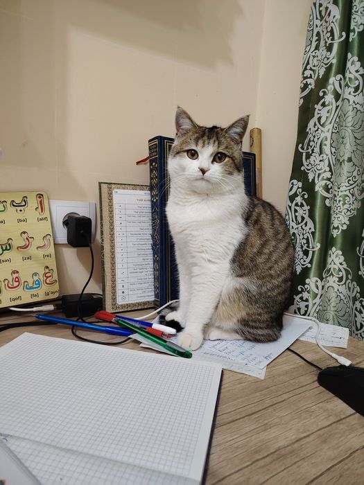 Анта уғил бола 6 ойли 350 минг сум