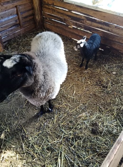 Oi Romanov de vănzare