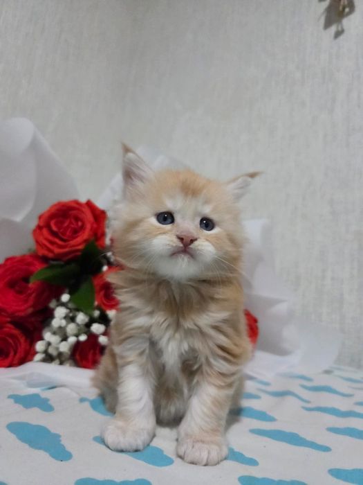 Котята Мейн-кун открыта бронь.