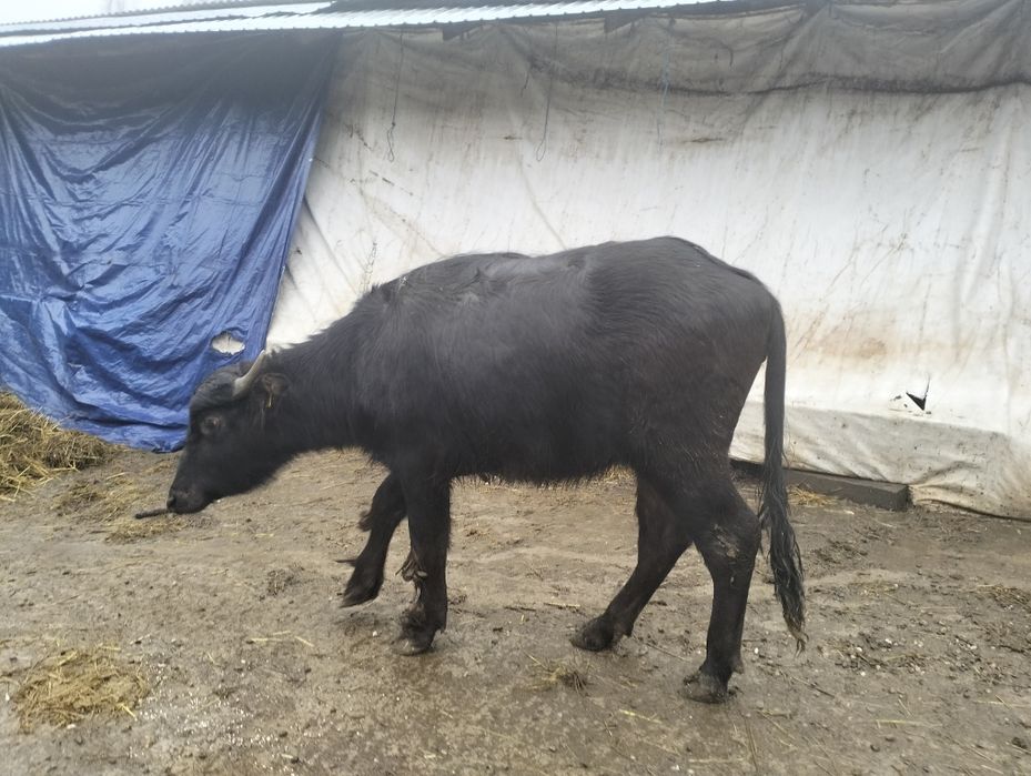 Vând 2 vițele de bivoliță