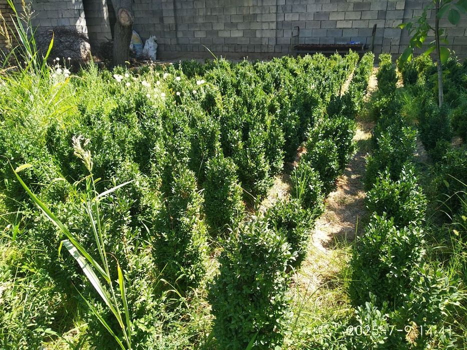 Shamshotlar Sotiladi