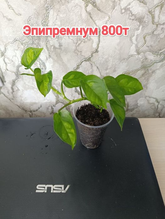 Эпипремнумы.  кжби