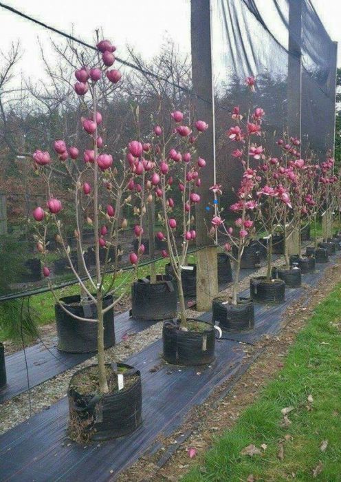 PEPINIERA Tei argintiu 4 - 5m - mesteacan - platan - magnolia - brad