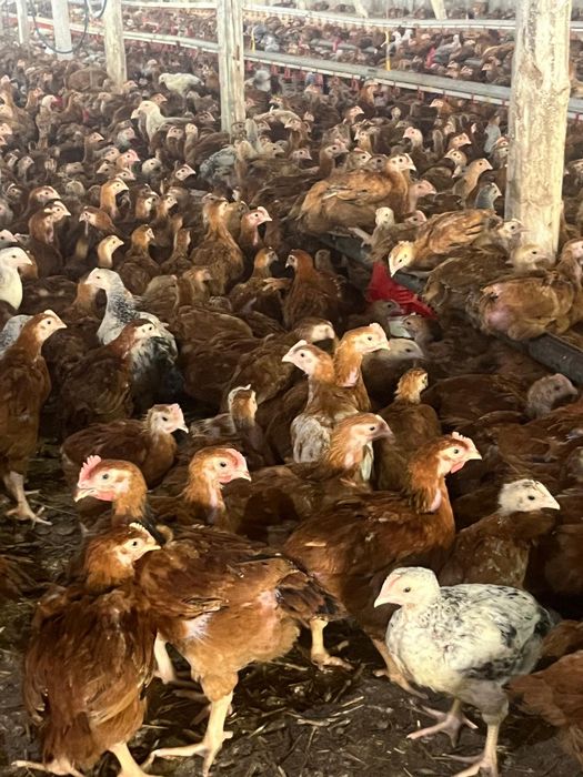 Pui albi de carne si pui rasa mixta Bucuresti Sectorul 2 • OLX.ro