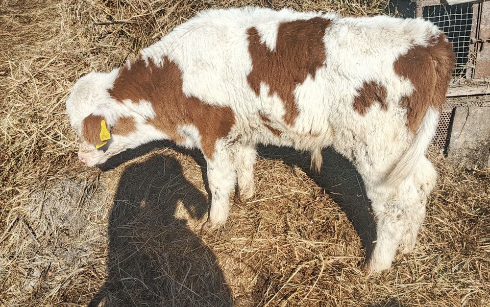 Продам корову с теленком