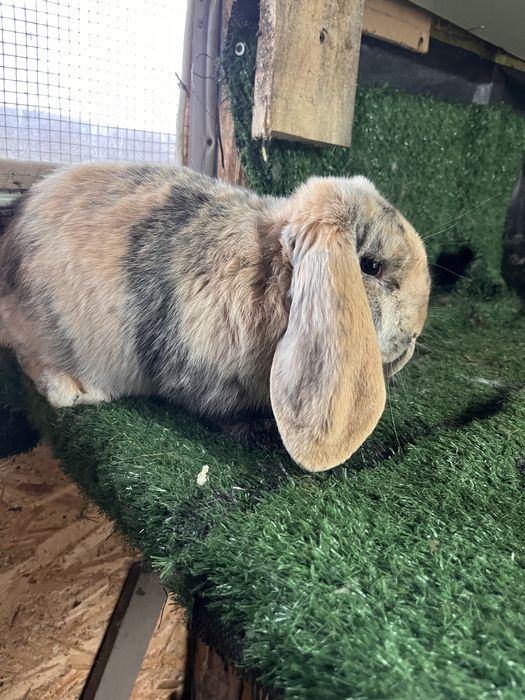 Mascul arlechin 4 luni