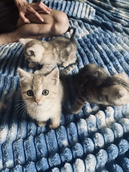 Продаются котята две девочки один мальчик.