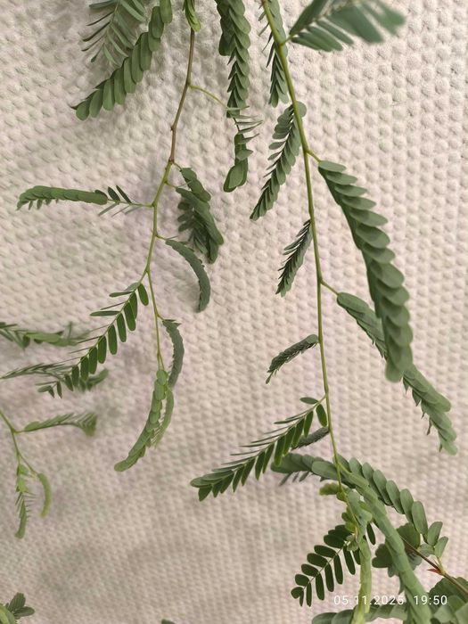 Тамаринд дерево в горшке