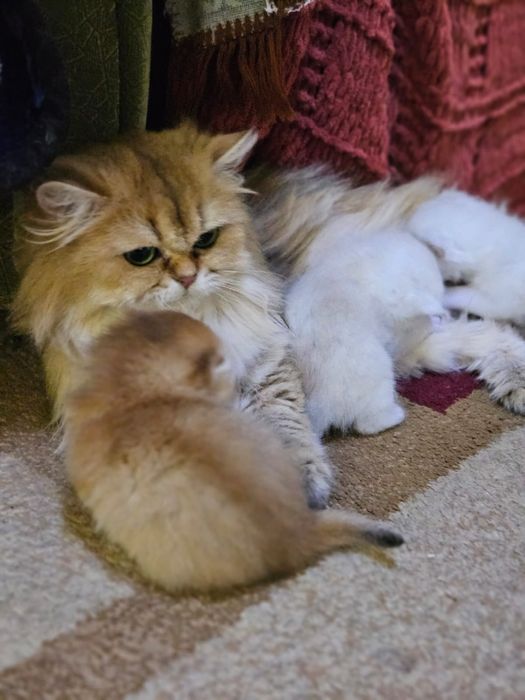 Продам котят шиншилл