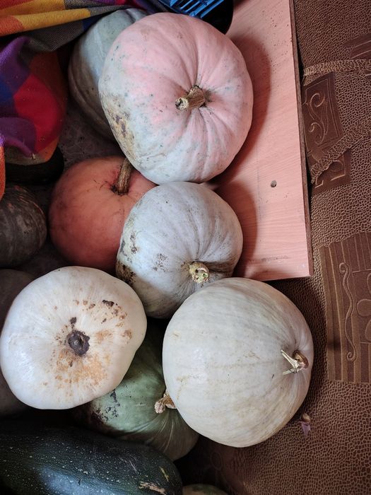 Тыква местная,свежая.