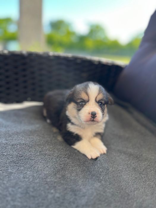 Welsh Corgi Pembroke