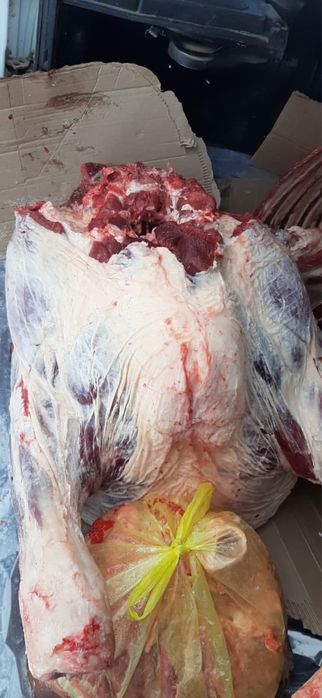 Продам мясо говядины(молодняк)