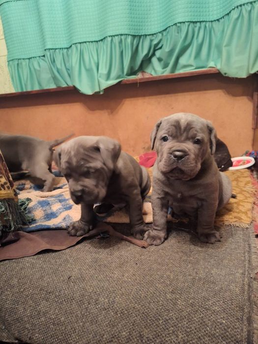 Кане Корсо италяно