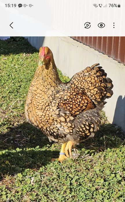 Wyandotte gsg,ouă incubat .