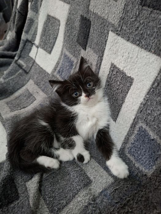 Отдам котят девочки