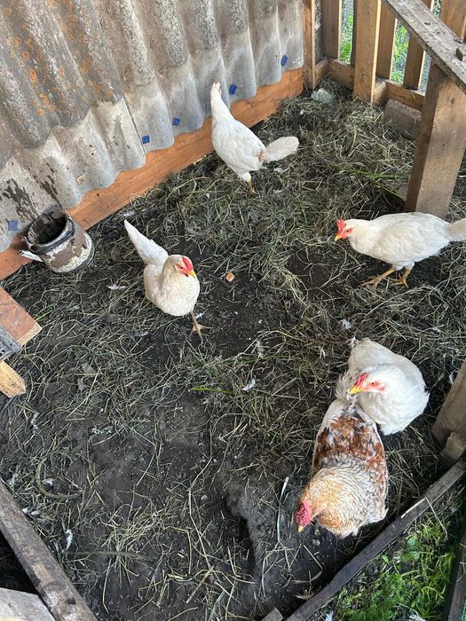 Продам домашних курей, петухов