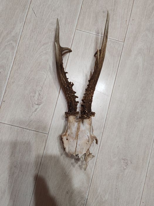 Coarne de caprior