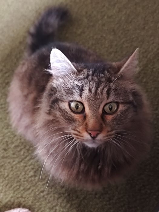 Подарява се котка