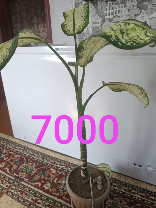 Домашние цветы  разные