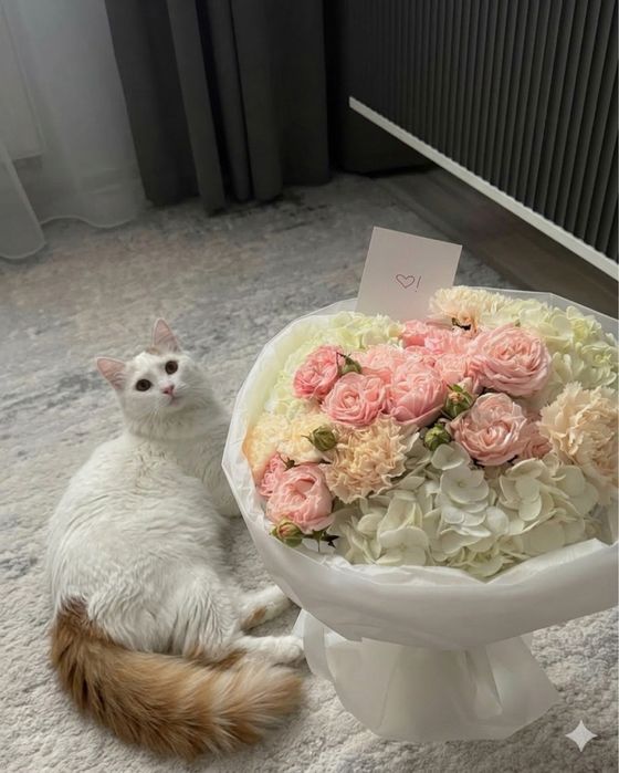 Котик ищет любящий дом