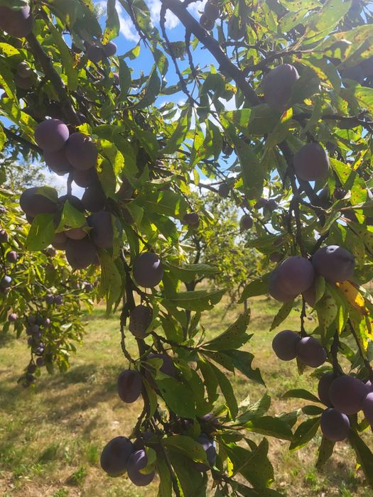 Prune de vanzare