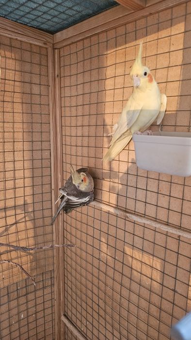 Попугай.  Пара кораллы