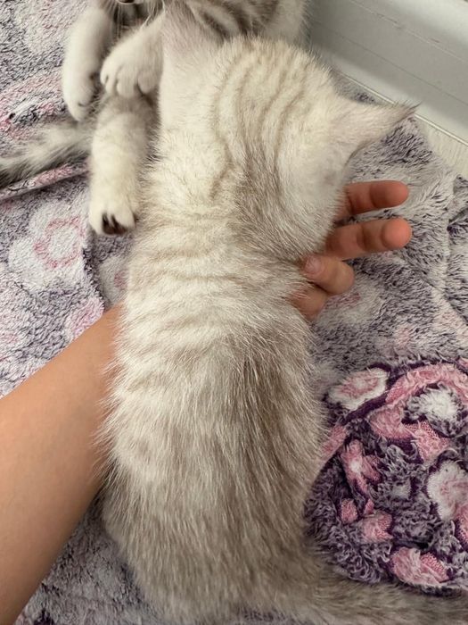 Катенок прямо ухо мальчик