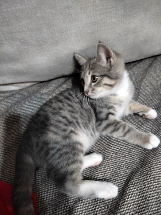 Котенок в добрые руки
