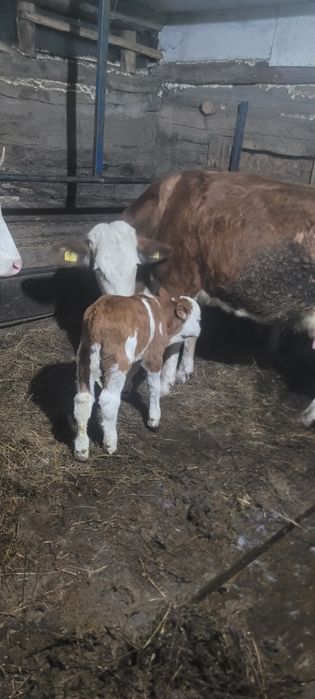 Vând juninca cu vitel