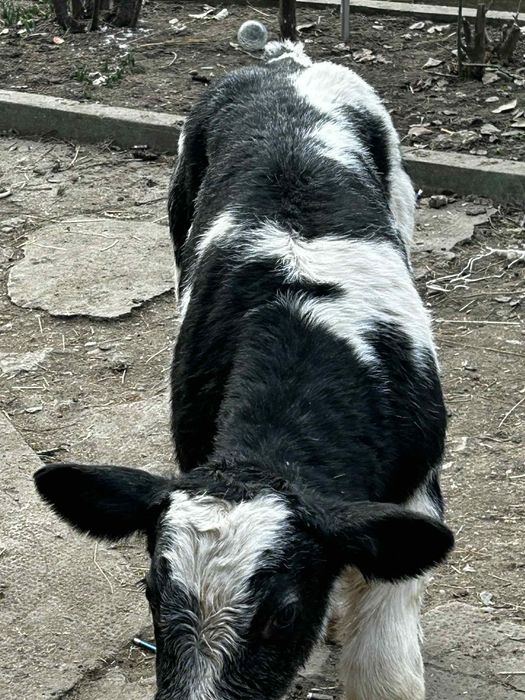 Vând un tăuraș belgian