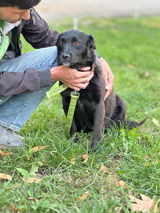 Собака в хорошие руки