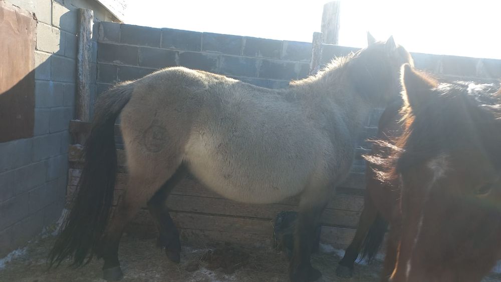 Буаз бие сатамын