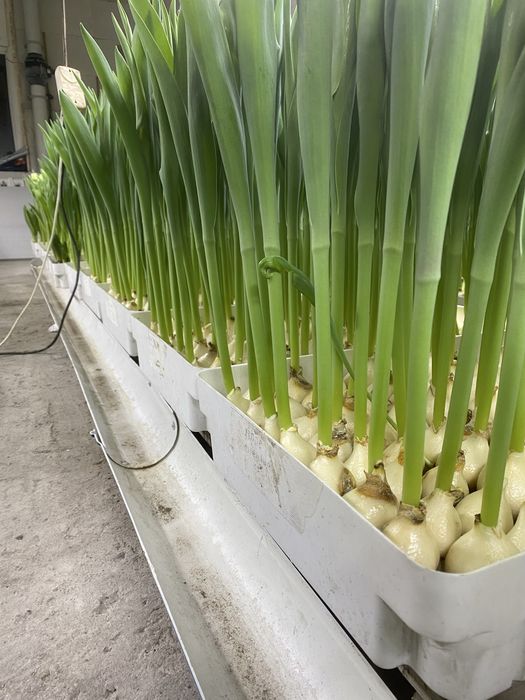 Карагандинский тюльпан