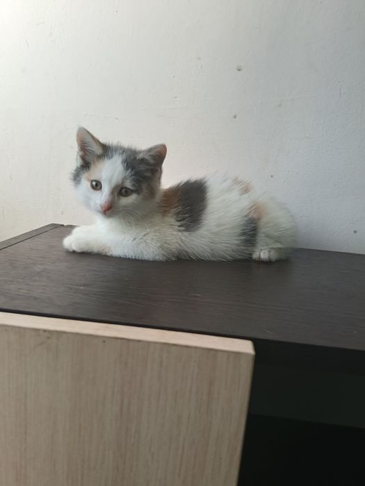 Котёнок девочка 2 месяца.