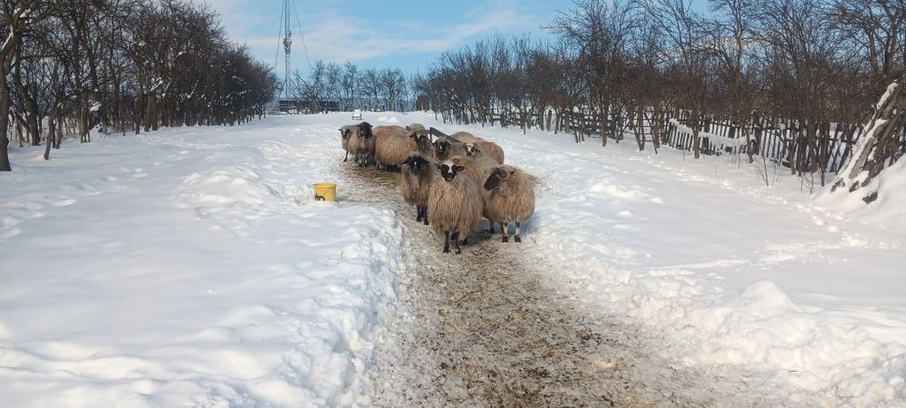 Oi tinere de vânzare.
