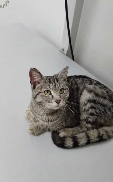 Ласковый котик ищет дом