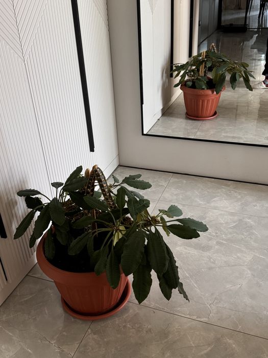 Продам цветы домашние