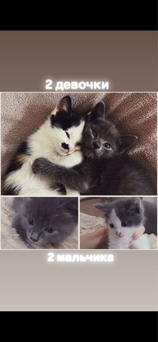 Котята в добрые руки