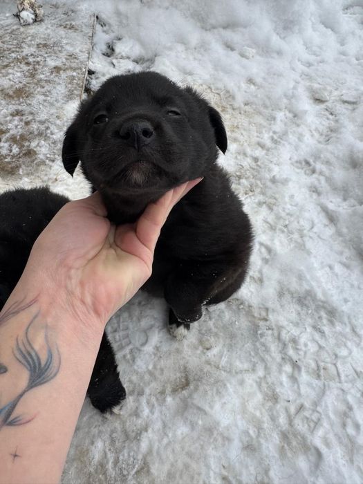 Отдам щенят в добрые руки