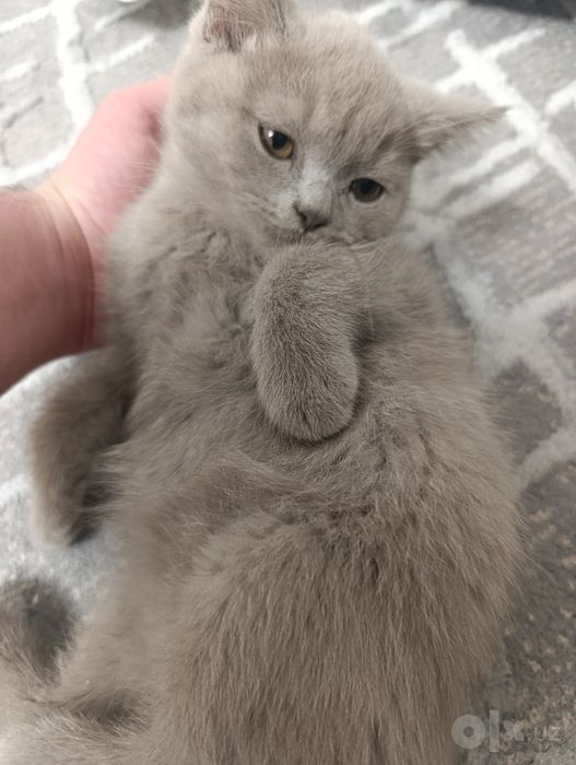 Скоттиш Фолд ва Скоттиш Страйт 3та у́гил Кошки Котята Мушук
