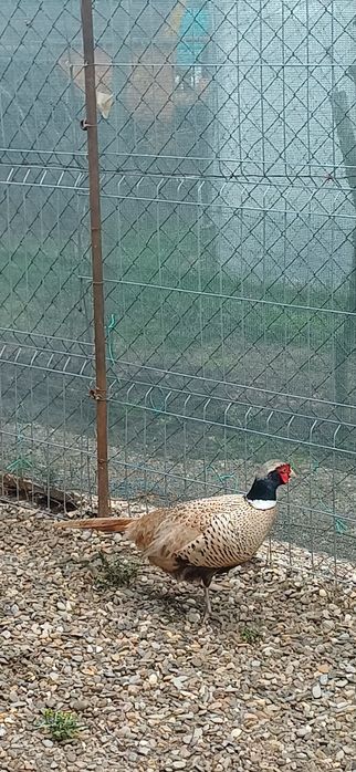 Masculi de un an din mai multe rase