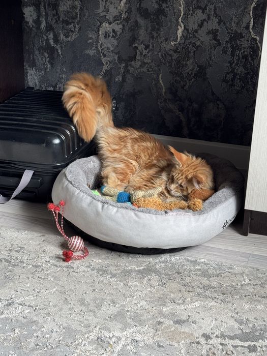 Котенок мейн кун