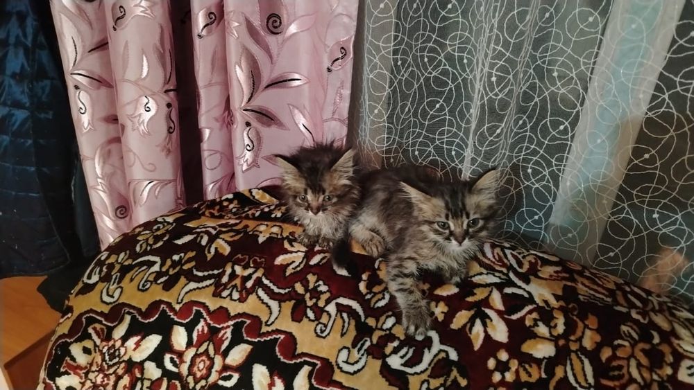 Продам элитных британцов