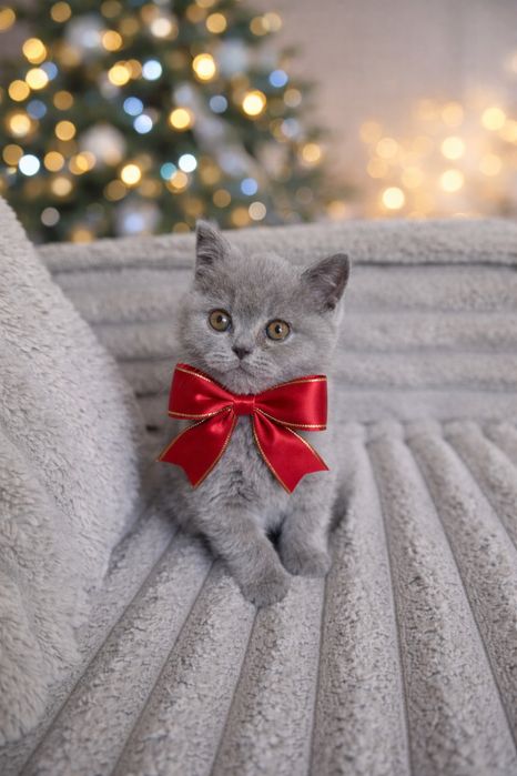 British shorthair