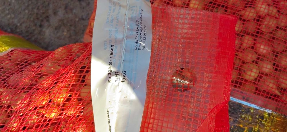 Vand Arpacic Olandez Extra Calitate!!