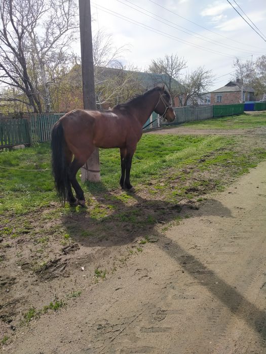 Торы каска Жеребец