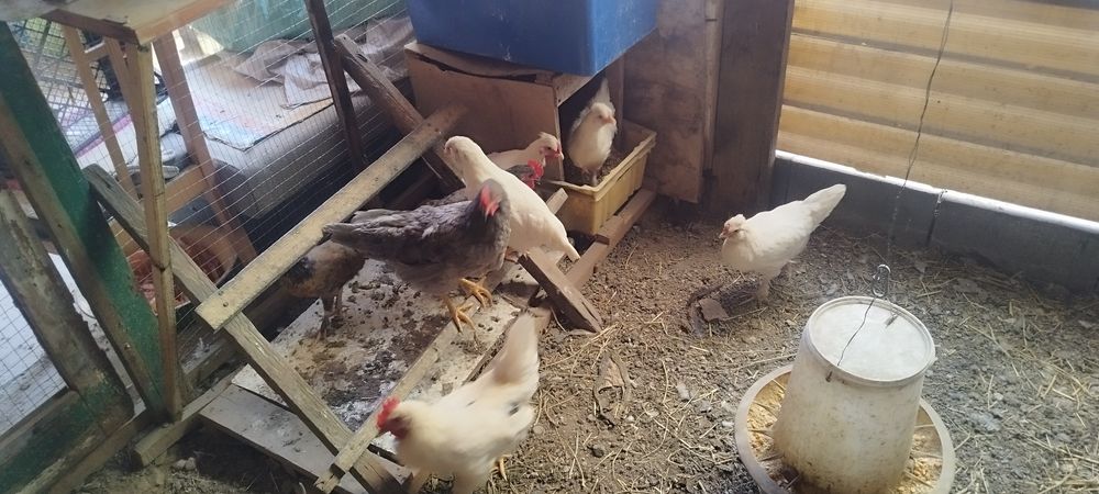 Куры молодые 4 месяца
